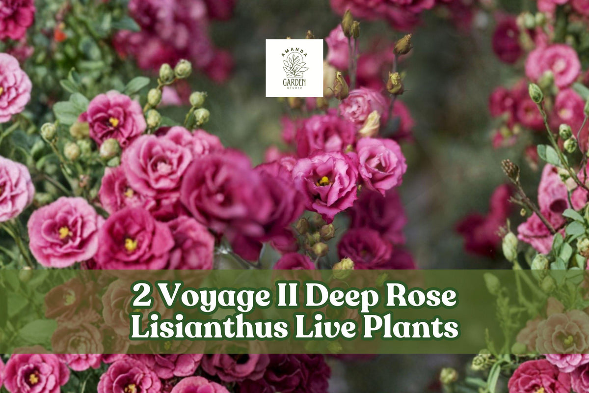 2 Voyage II Deep Rose Lisianthus Live Starter Plants | Eustoma grandiflorum Flowering Plants for Containers & Gardens