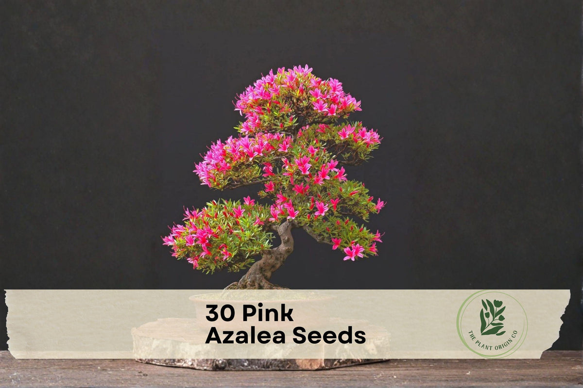 Pink Azalea Seeds – Rhododendron occidentale Flowering Shrubs for Garden & Bonsai Cultivation