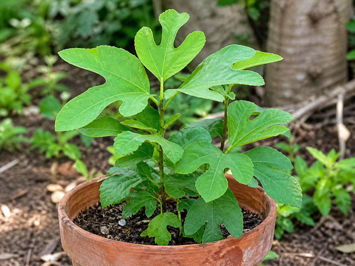 Sassafras albidum Bare Root Tree 12–24in Native Deciduous Landscape Plant with Fall Color