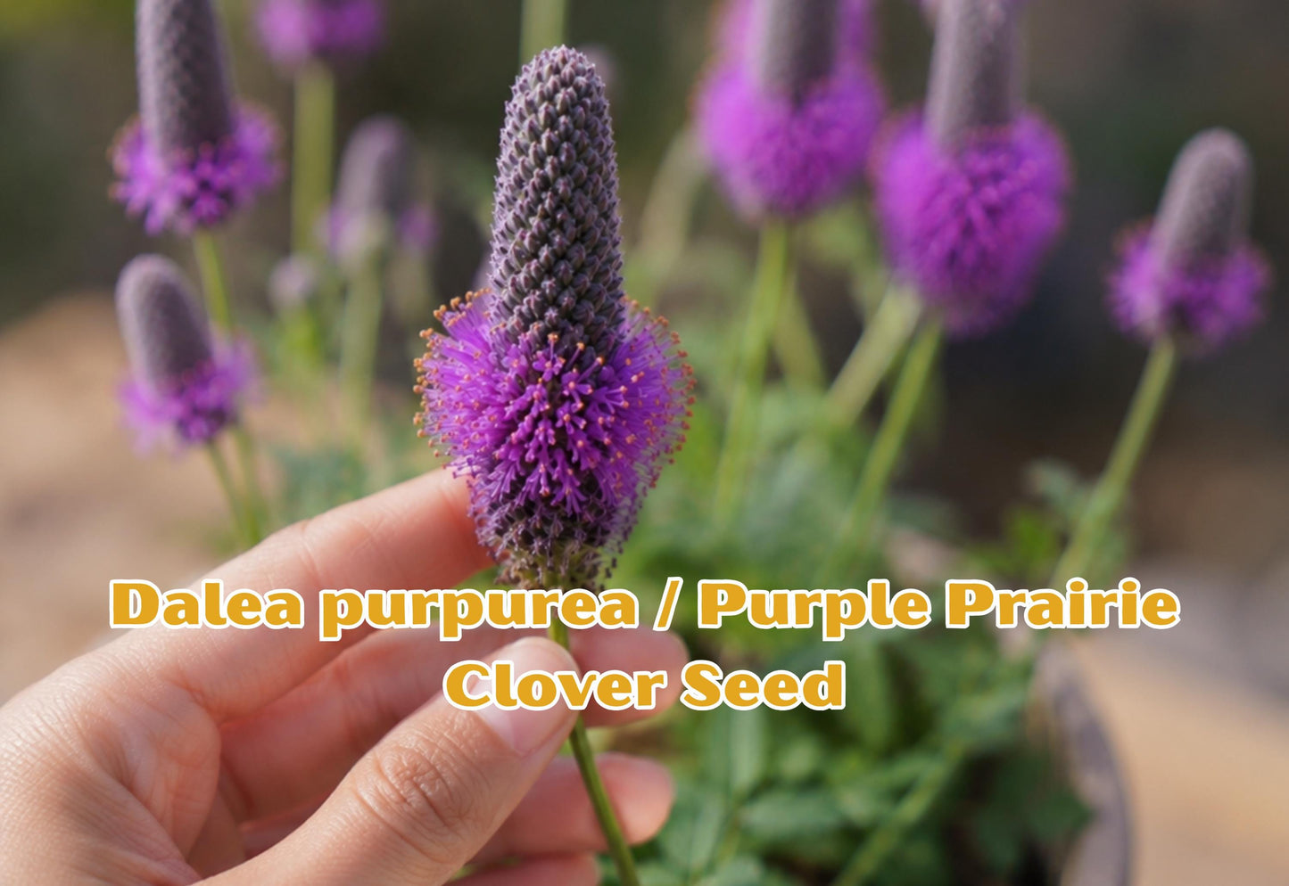 Dalea purpurea Seeds - Purple Prairie Clover Wildflower for Pollinator Gardens, Drought Tolerant Perennial, Native North American Plant