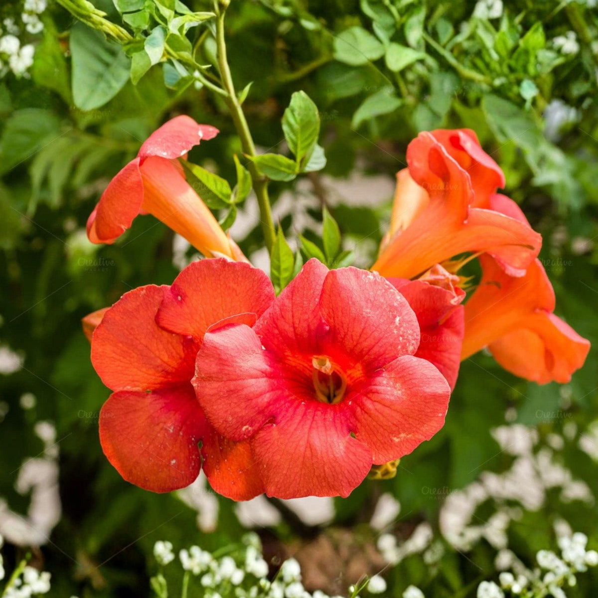 Flame Orange Red Trumpet Vine Bare Root Plant 12 Inches Climbing Flowering Vine for Fences & Trellises