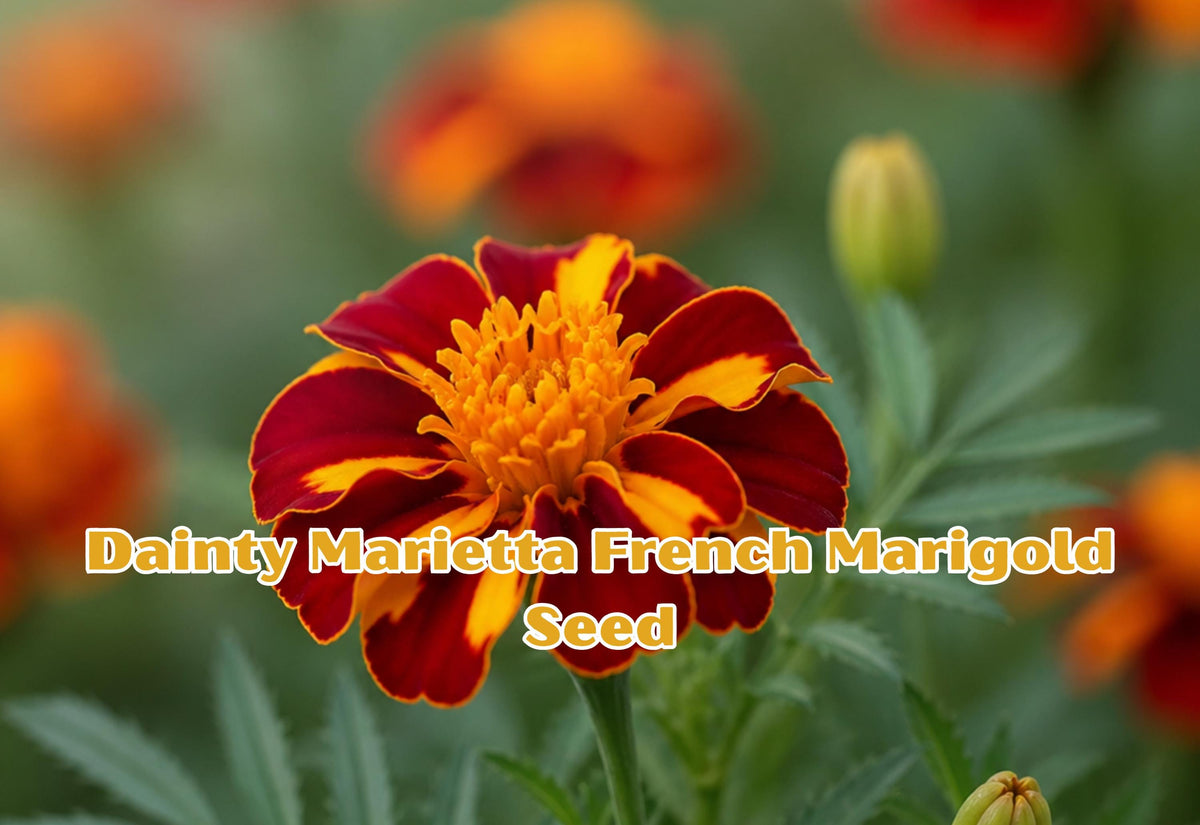 Dainty Marietta French Marigold Seeds, Yellow Red Flower, Annual Garden Plant, Tagetes patula, 100 Seeds
