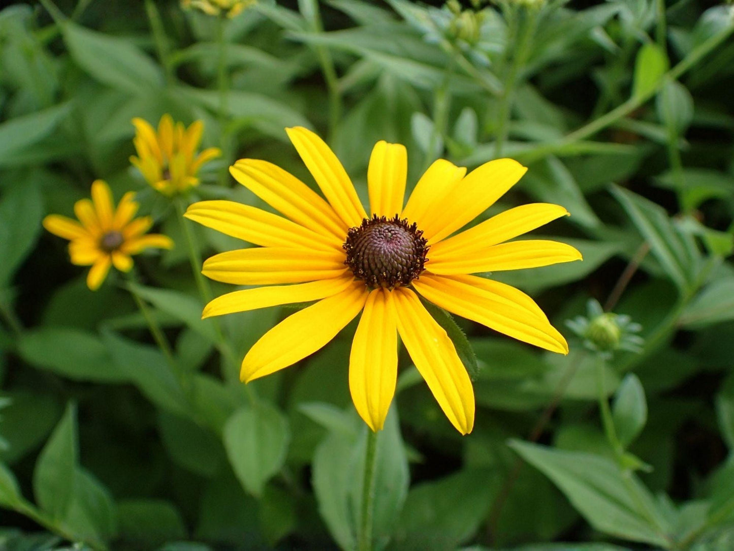 Black Eyed Susan Seeds – Heirloom Non-GMO Wildflower Planting Rudbeckia hirta, Bright Yellow Blooms, Garden & Pollinator-Friendly