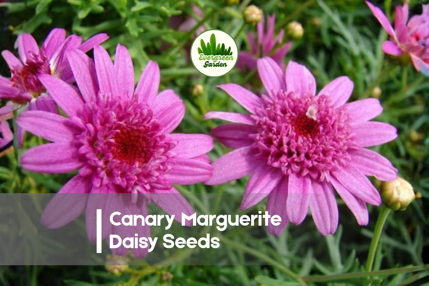 200 Canary Marguerite Daisy Seeds – Soft Yellow Argyranthemum frutescens for Borders, Containers & Pollinator Gardens
