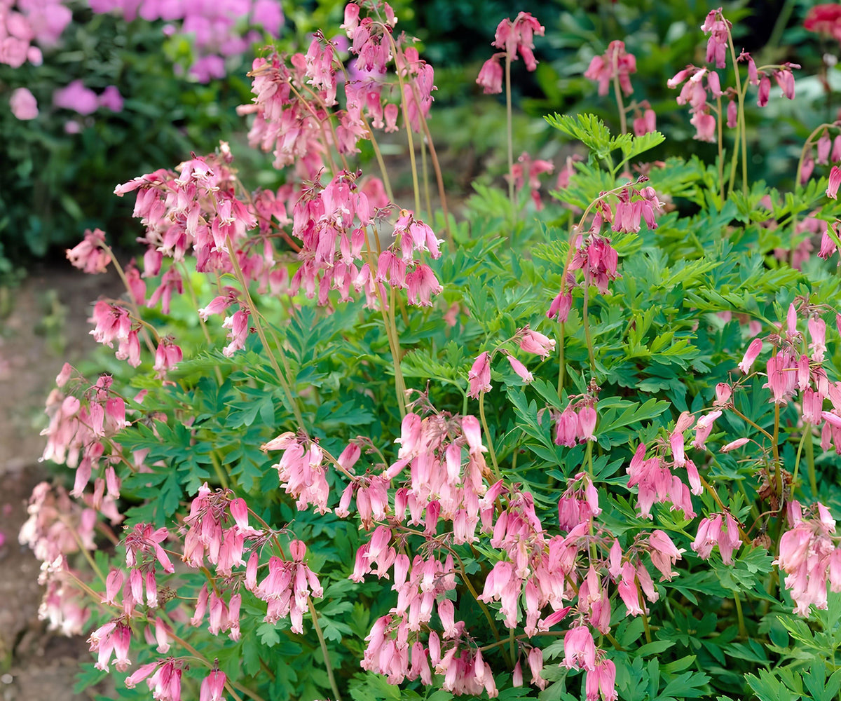 Dicentra Formosa Bare Root Plant – Pink Woodland Shade Perennial, Native Flower, Hummingbird Attractant, Deer Resistant, Zones 3-9