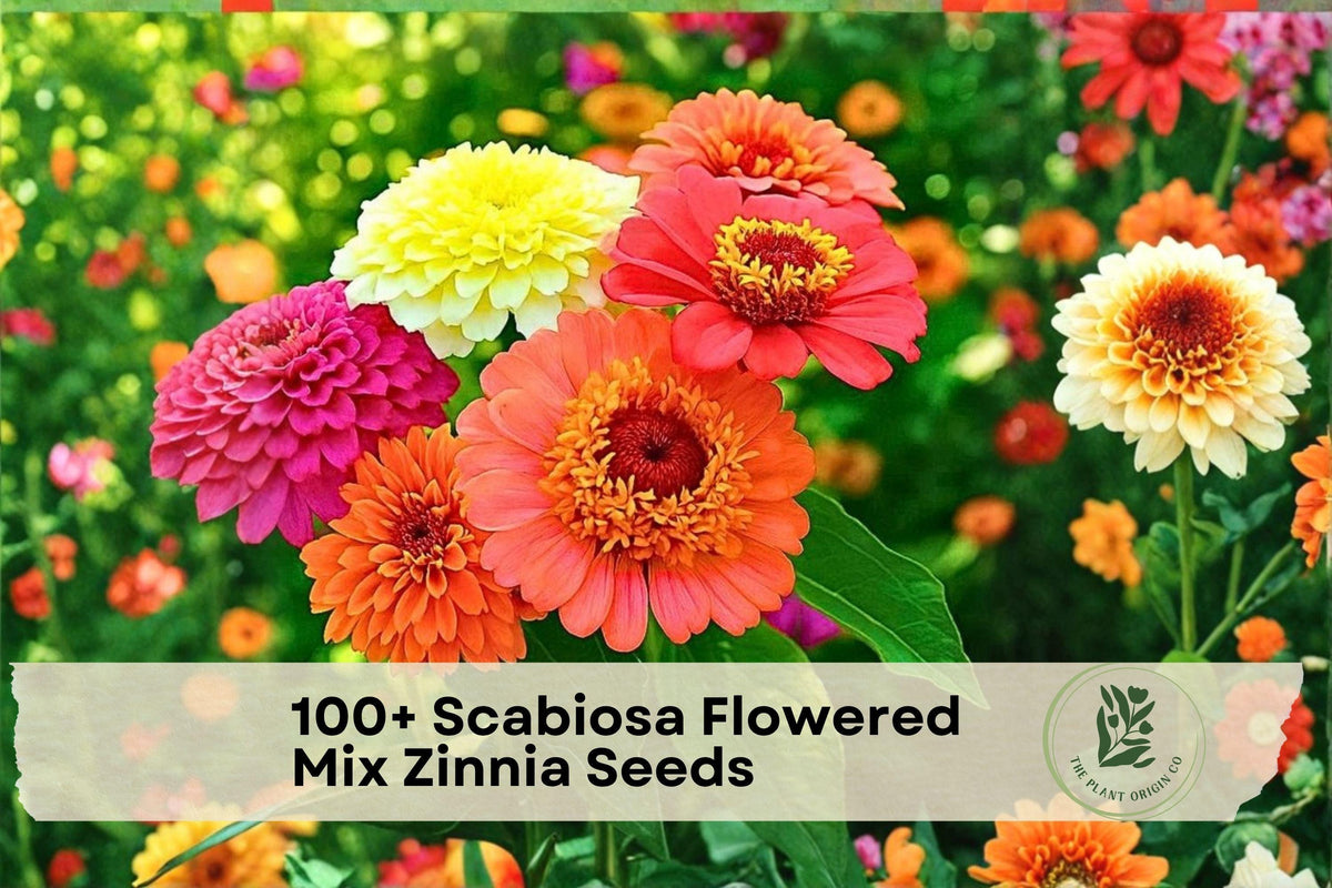 100+ Scabiosa Flowered Mix Zinnia Seeds | Annual, Double Blooms, Mixed Colors, Zinnia elegans for Borders & Containers