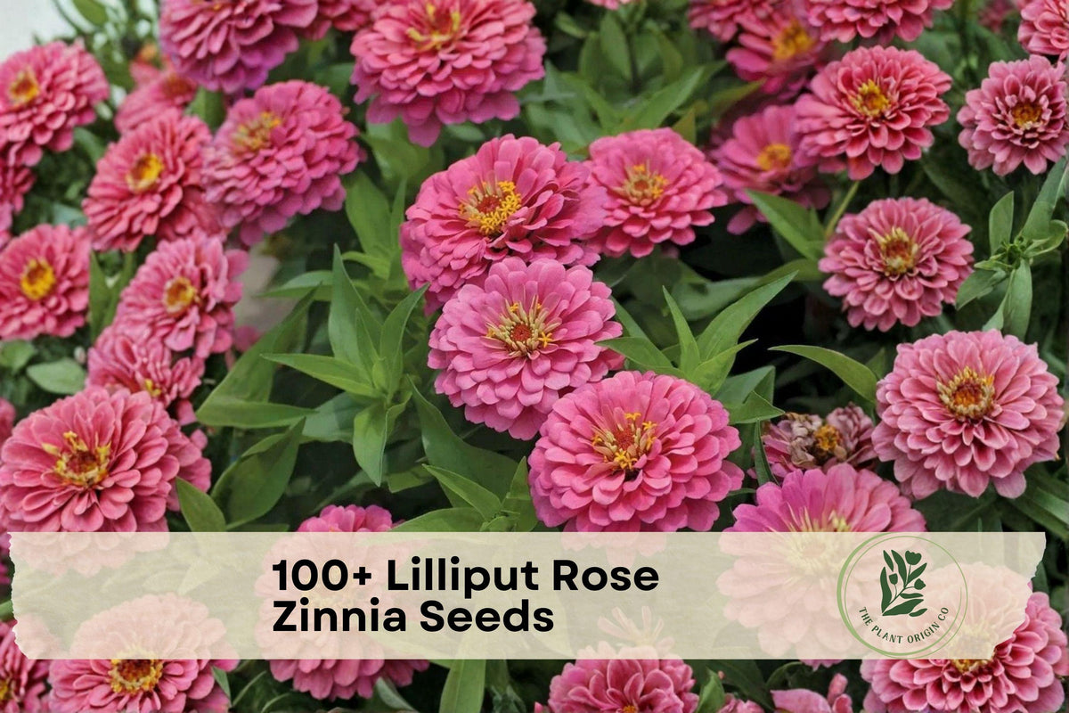 Lilliput Rose Zinnia Seeds – Compact Pompon Blooms, Rose Pink, Zinnia elegans, Annual Flower Seeds for Borders & Containers
