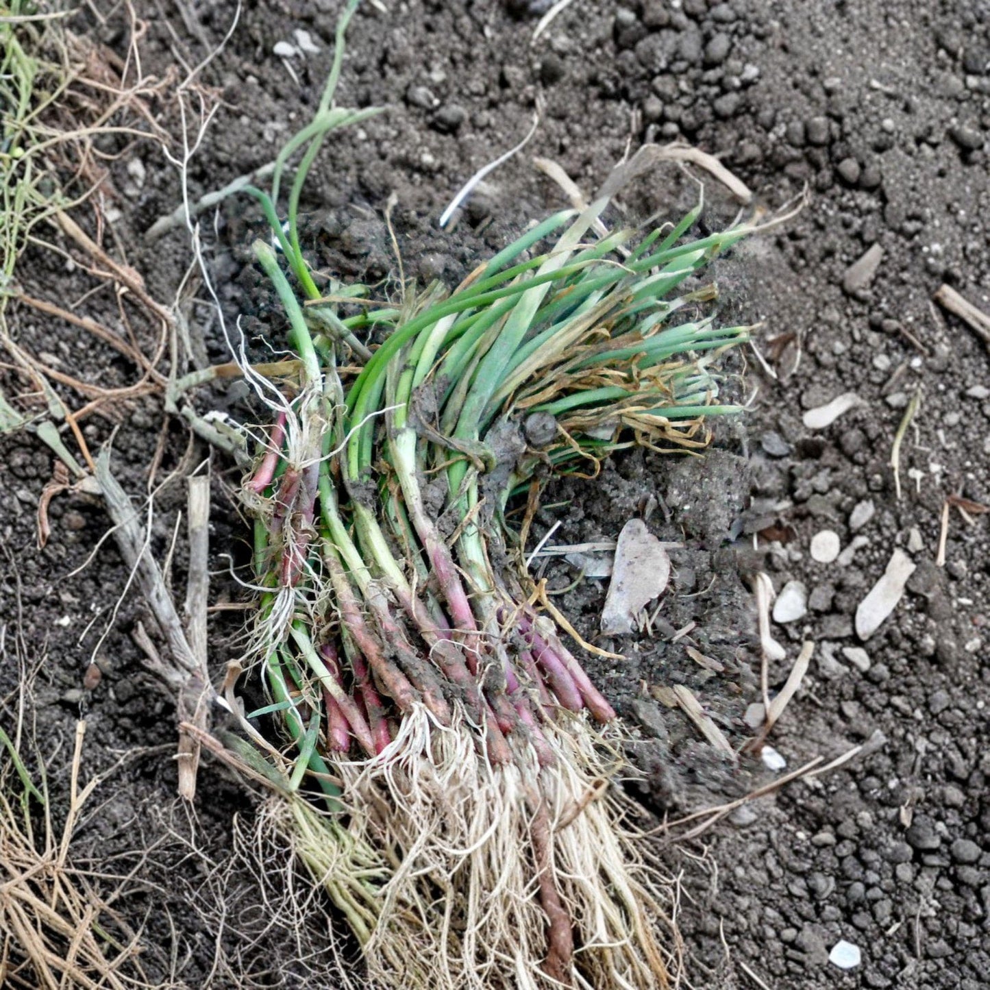 Candy Sweet Onion Starter Plants – Allium cepa, 30 Live Bulb Onion Plants for Home Garden, Mild Flavor, Large Bulbs