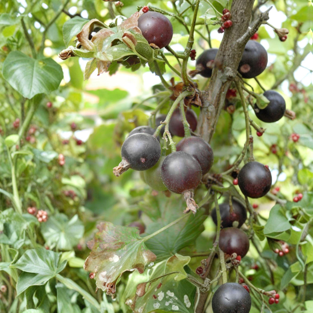 Jostaberry Unrooted Cuttings – Ribes × nidigrolaria Hybrid Fruit Shrub for Propagation, Dark Berries, Full Sun to Partial Shade