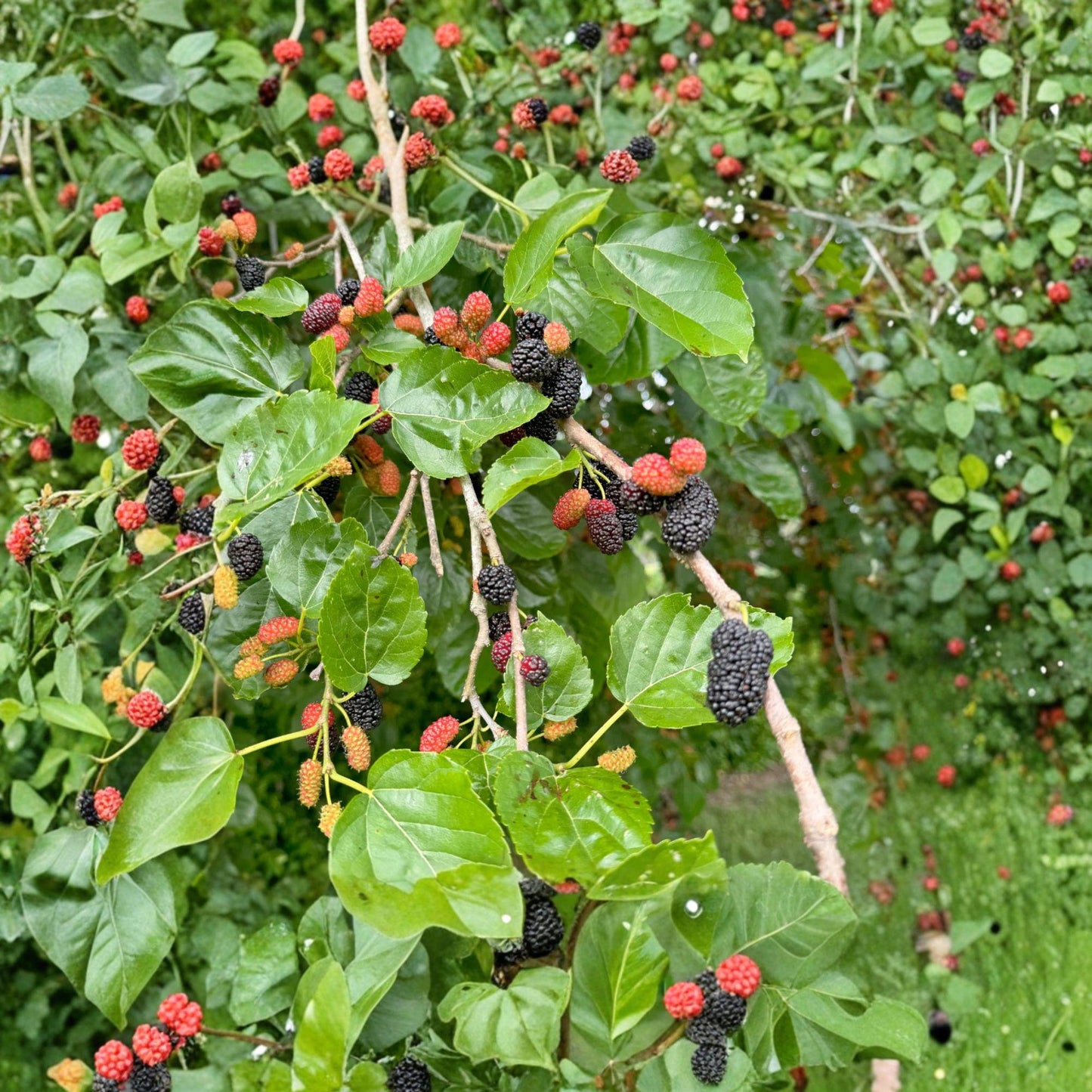 Red Mulberry Cuttings 12 Unrooted Propagation Material Morus rubra Fruit Tree