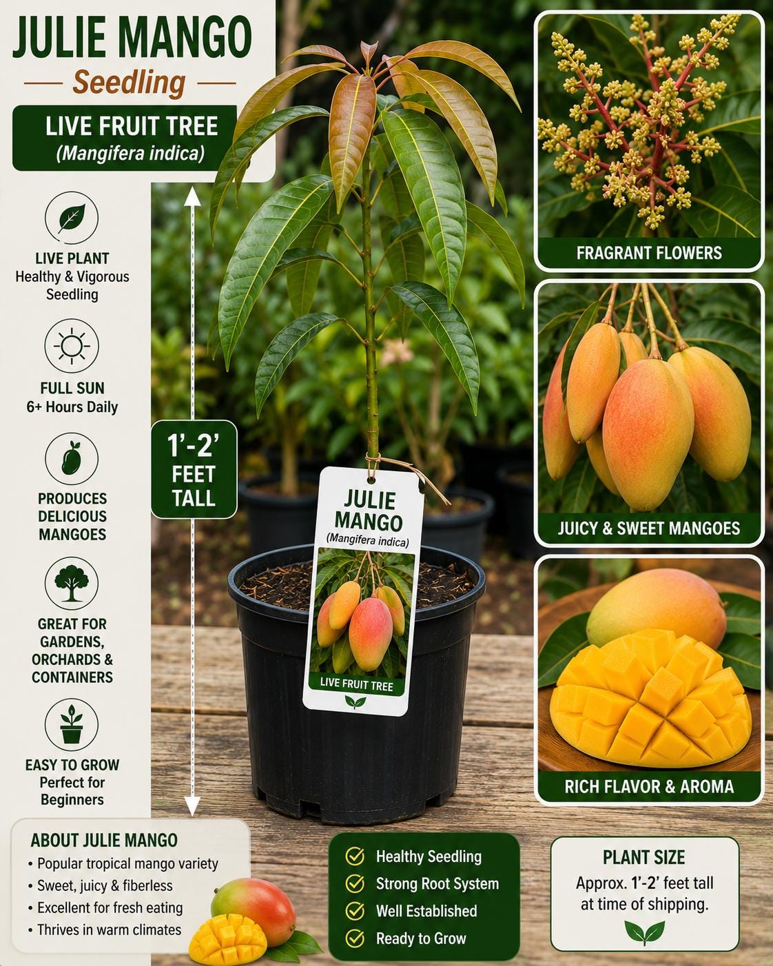 Julie Mango Seedling – 1-2 Feet Tall – Mangifera indica Tropical Fruit Tree for Backyard Orchards and Edible Landscapes