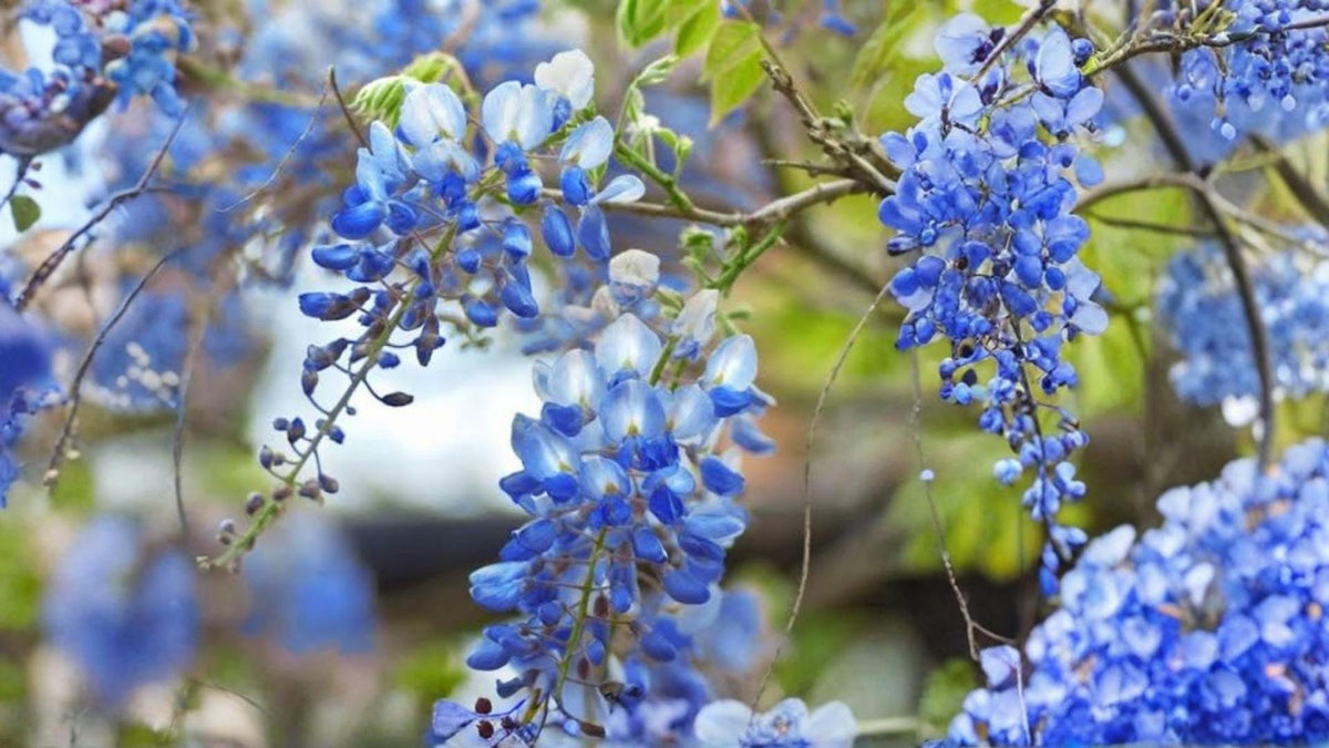 Blue Moon Wisteria Seedling – Wisteria macrostachya, Purple-Blue Flowering Climber, Hardy Outdoor Garden Vine