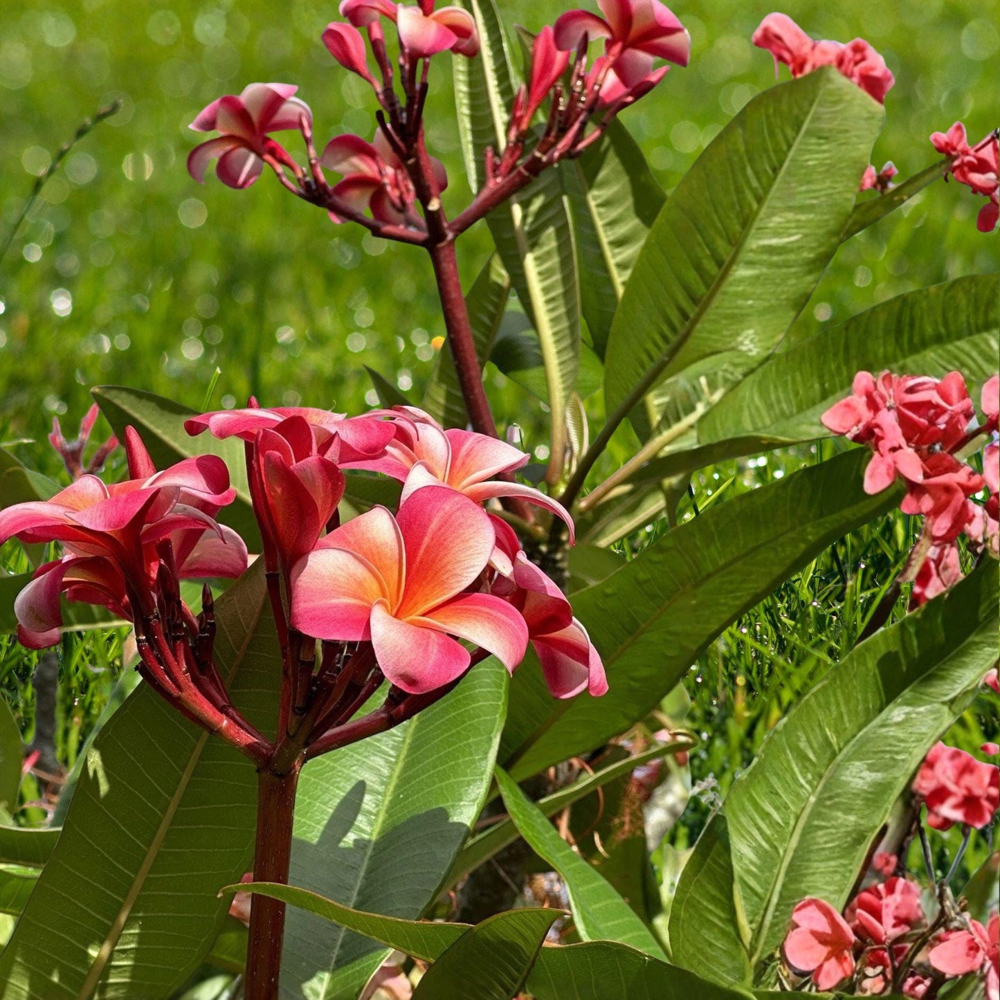 Pink Plumeria Cutting, Double Head, Tropical Frangipani, Plumeria rubra, Unrooted Starter Plant