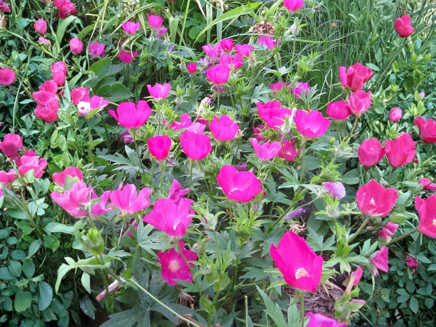 Bush’s Poppy Mallow Flower Seeds | Callirhoe bushii | Perennial Magenta Pink Blooms | Garden & Natural Landscaping