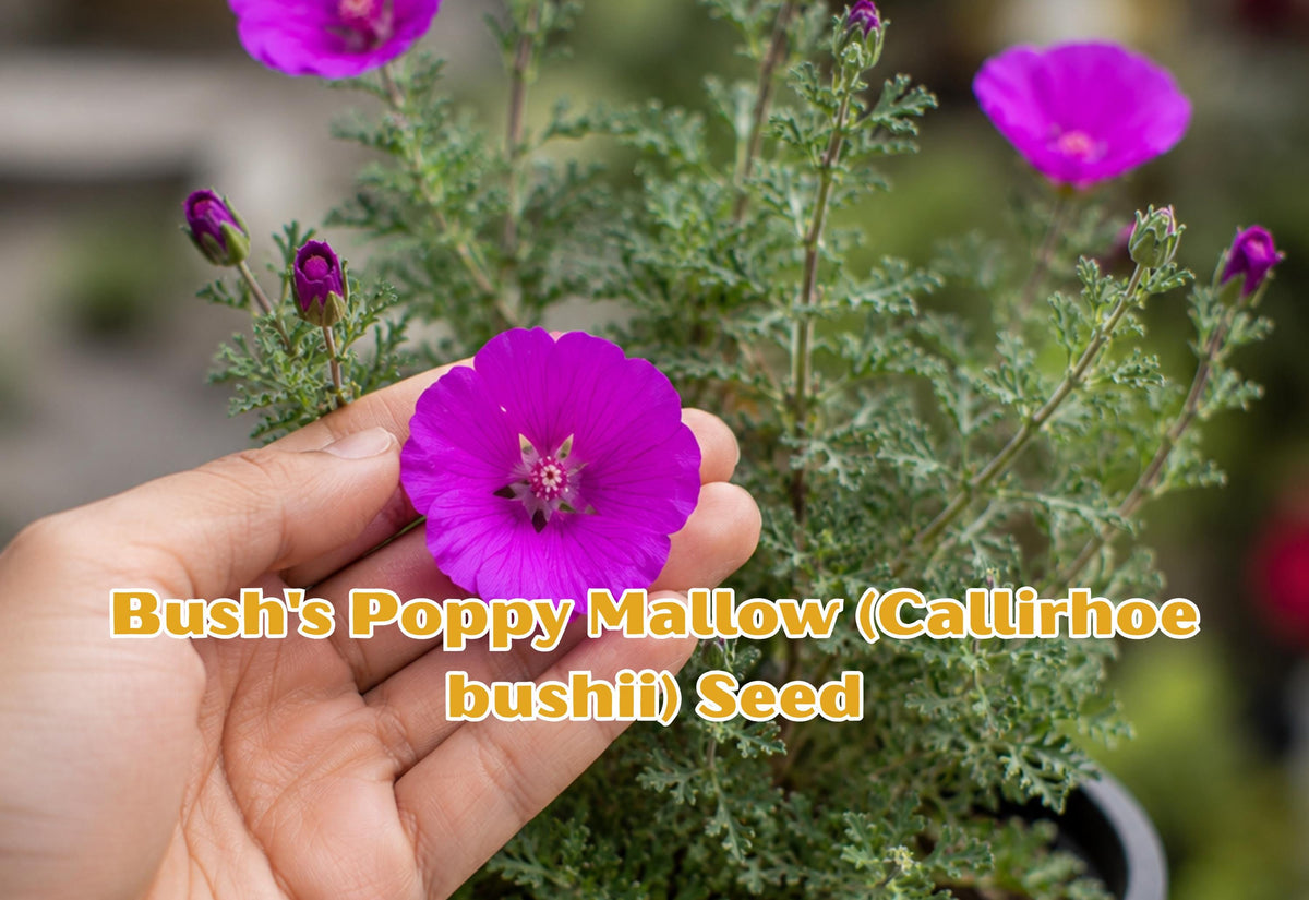 Bush's Poppy Mallow Seeds | Native Perennial Wildflower Callirhoe bushii | Drought Tolerant, Magenta Pink Blooms, Pollinator-Friendly Ground Cover