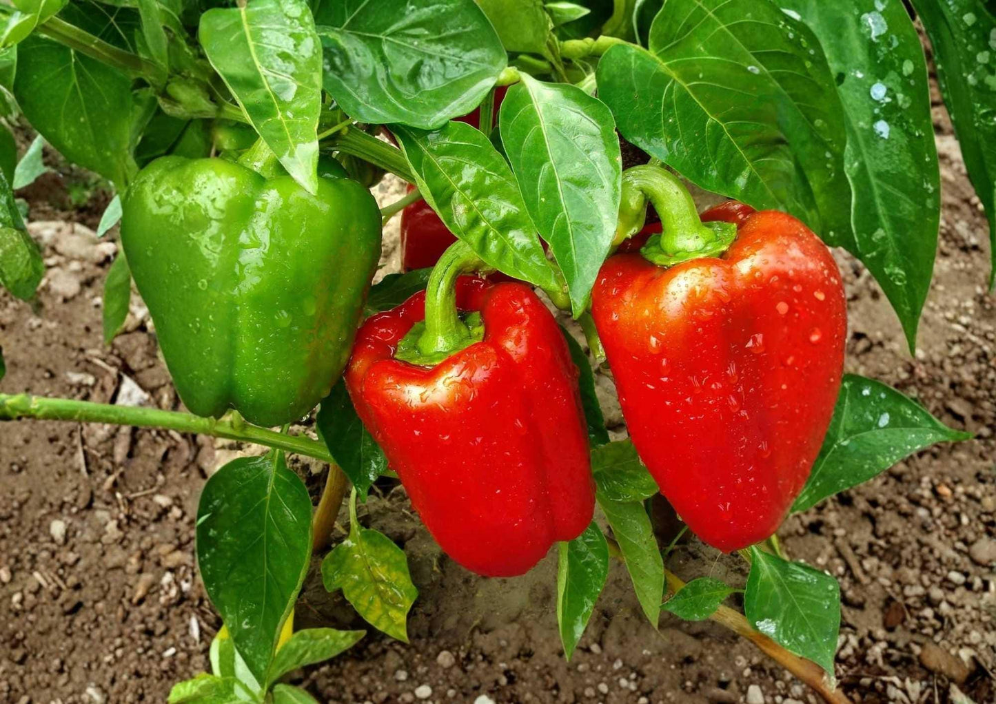 Giant Keystone Resistant Heirloom Sweet Bell Pepper Seeds – Large Blocky Green to Red Fruits for Garden Planting