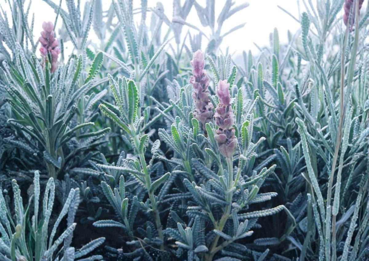 Lavender Vera Seeds - Heirloom Fragrant Purple Blooms for Garden, Herb, Pollinator, and Scented Arrangements