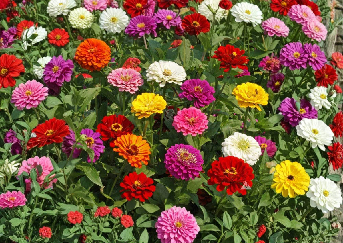 Zinnia Dwarf Thumbelina Mix Flower Seeds for Garden, Colorful Compact Blooms, Attracts Pollinators, Cut Flowers, 200+ Seeds