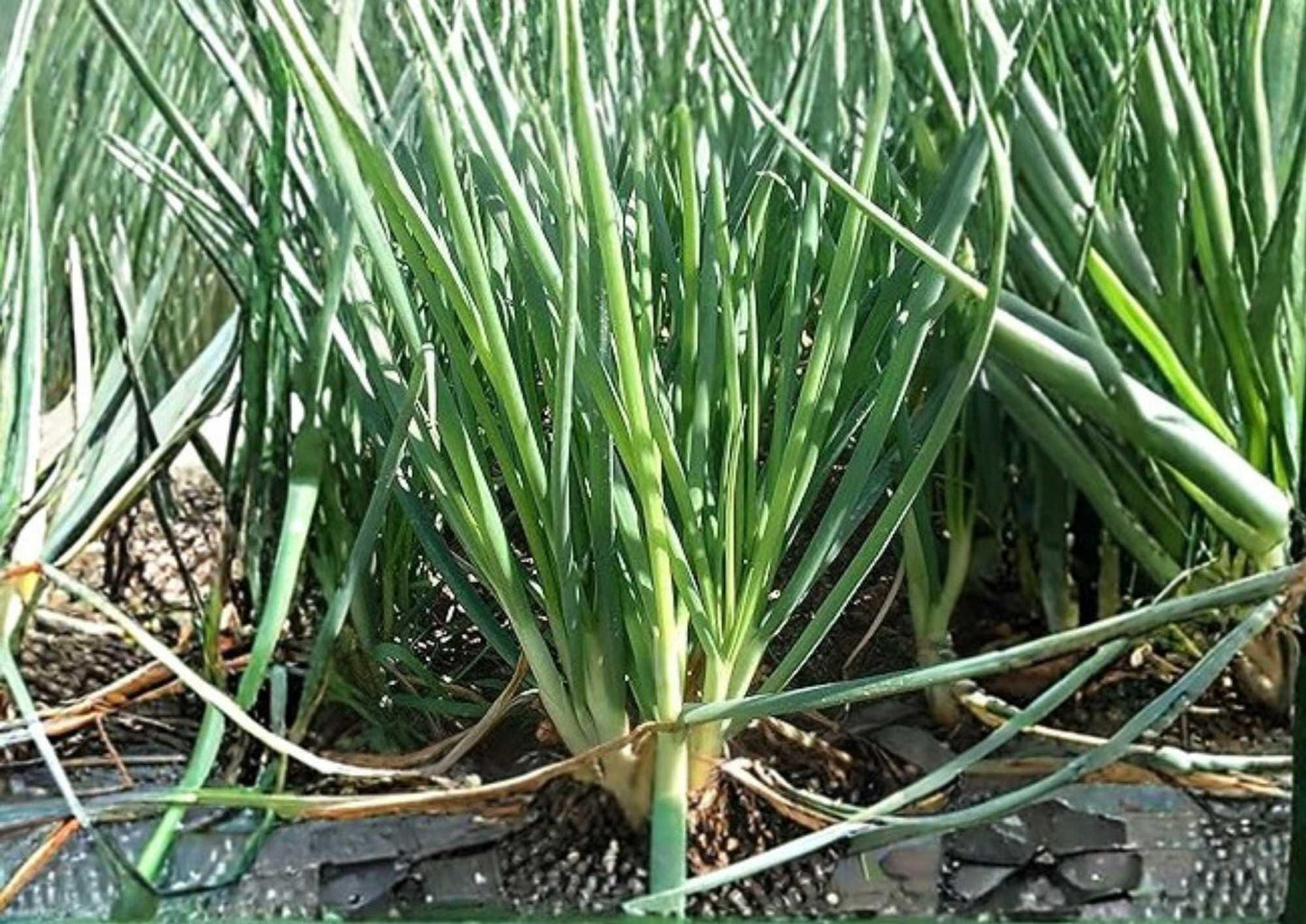 250 Large American Flag Leek Seeds – Heirloom Non-GMO Vegetable Seeds for Garden Planting, Long White Stalks, Mild Onion Flavor