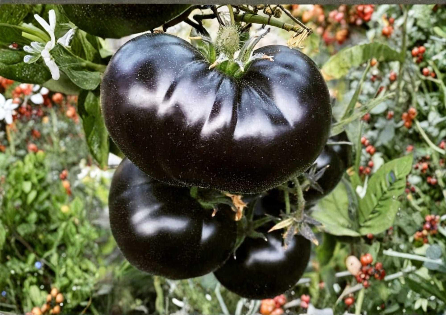 Cherokee Purple Tomato Seeds – Heirloom Non-GMO Vegetable Seeds for Garden Planting, Large Dark Pink Purple Beefsteak Fruits