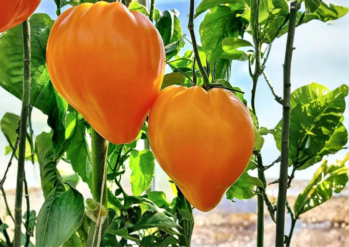 120+ Orange Oxheart Tomato Seeds – Heirloom, Non-GMO, Large Heart-Shaped Orange Fruit, Sweet Juicy Vegetable Seeds for Garden Planting