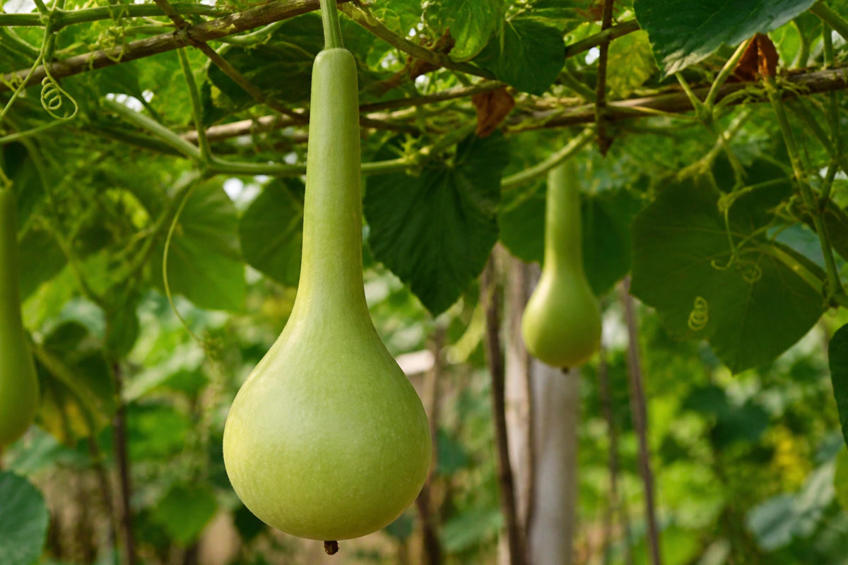 Martinhouse Bottle Gourd Seeds (Lagenaria siceraria) – Heirloom, Versatile Gourd for Crafting & Decorative Uses