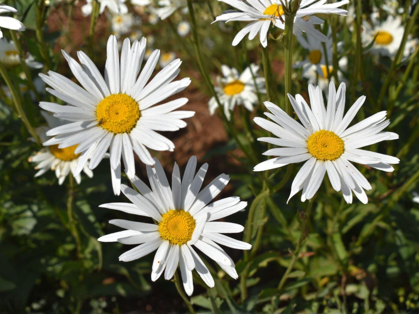 Shasta Daisy Seeds – Perennial White Flowers for Cottage & Pollinator Gardens – Chrysanthemum maximum
