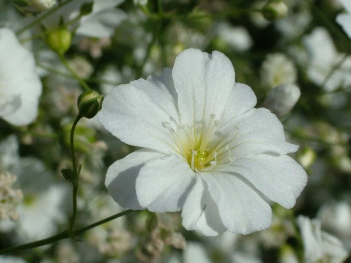 Baby’s Breath Seeds – Covent Garden White Gypsophila elegans for Cottage Gardens & Cut Flowers