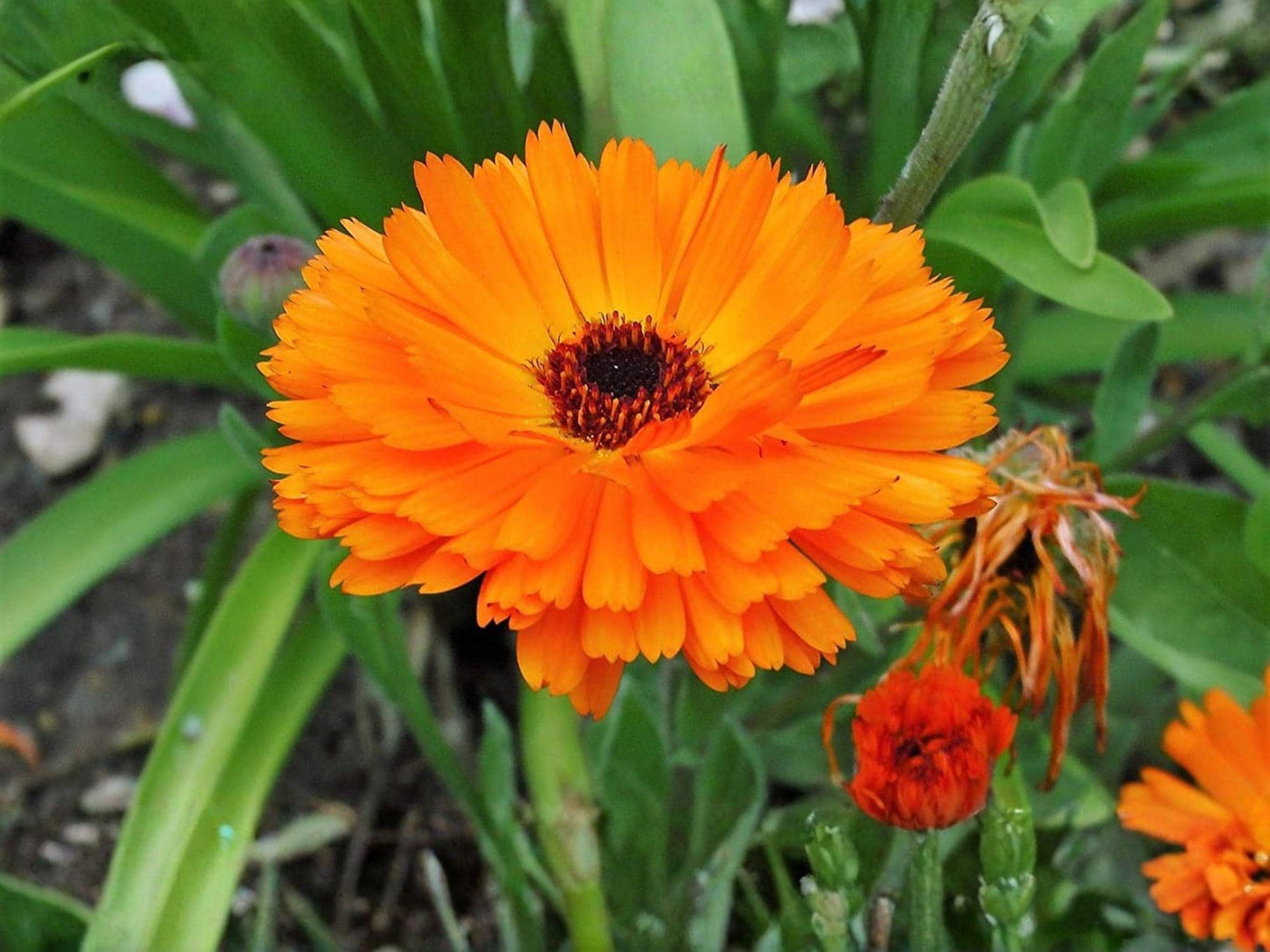 Calendula Seeds – Pacific Beauty Orange, Bright Orange Flower, Pollinator-Friendly Annual, Calendula officinalis
