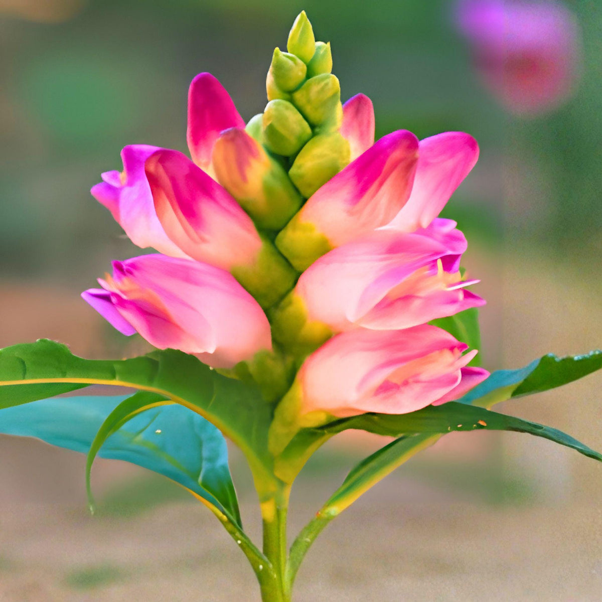 Turtlehead Seeds – Chelone obliqua – Perennial Pink Flowering Plant for Moist Gardens, 50 Seeds