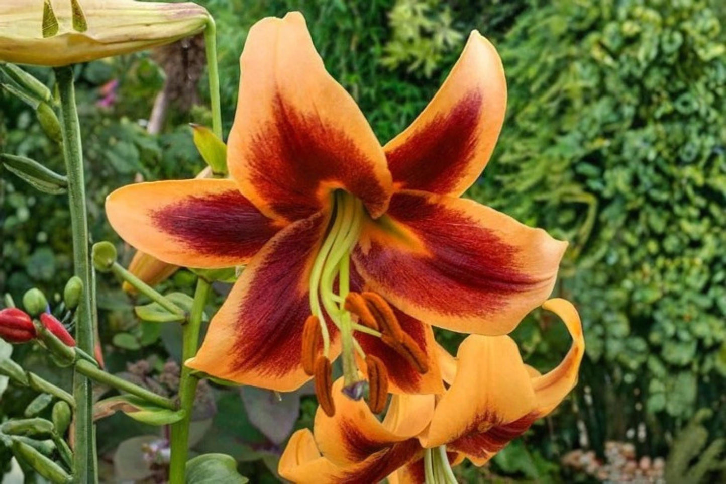 Giant Orienpet Lily Bulb - Red Morning - Perennial Flower, Lilium Hybrid, Vibrant Blooms for Garden, Border, or Container
