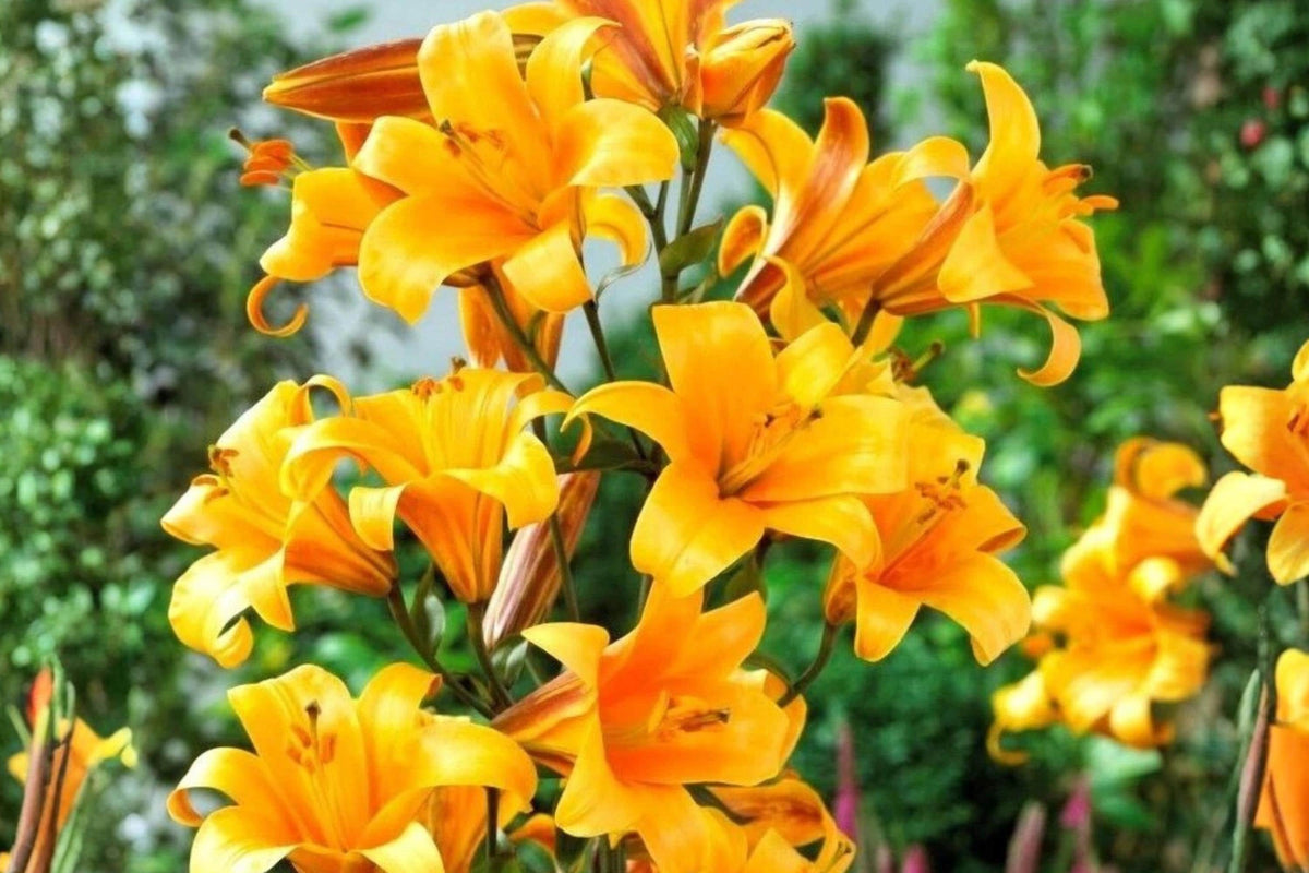 Giant Hybrid Lily Bulb - Extra Large Orange Flower - 7¼ Inch Blooms - Lilium Hybrid for Garden, Borders, Cut Flowers