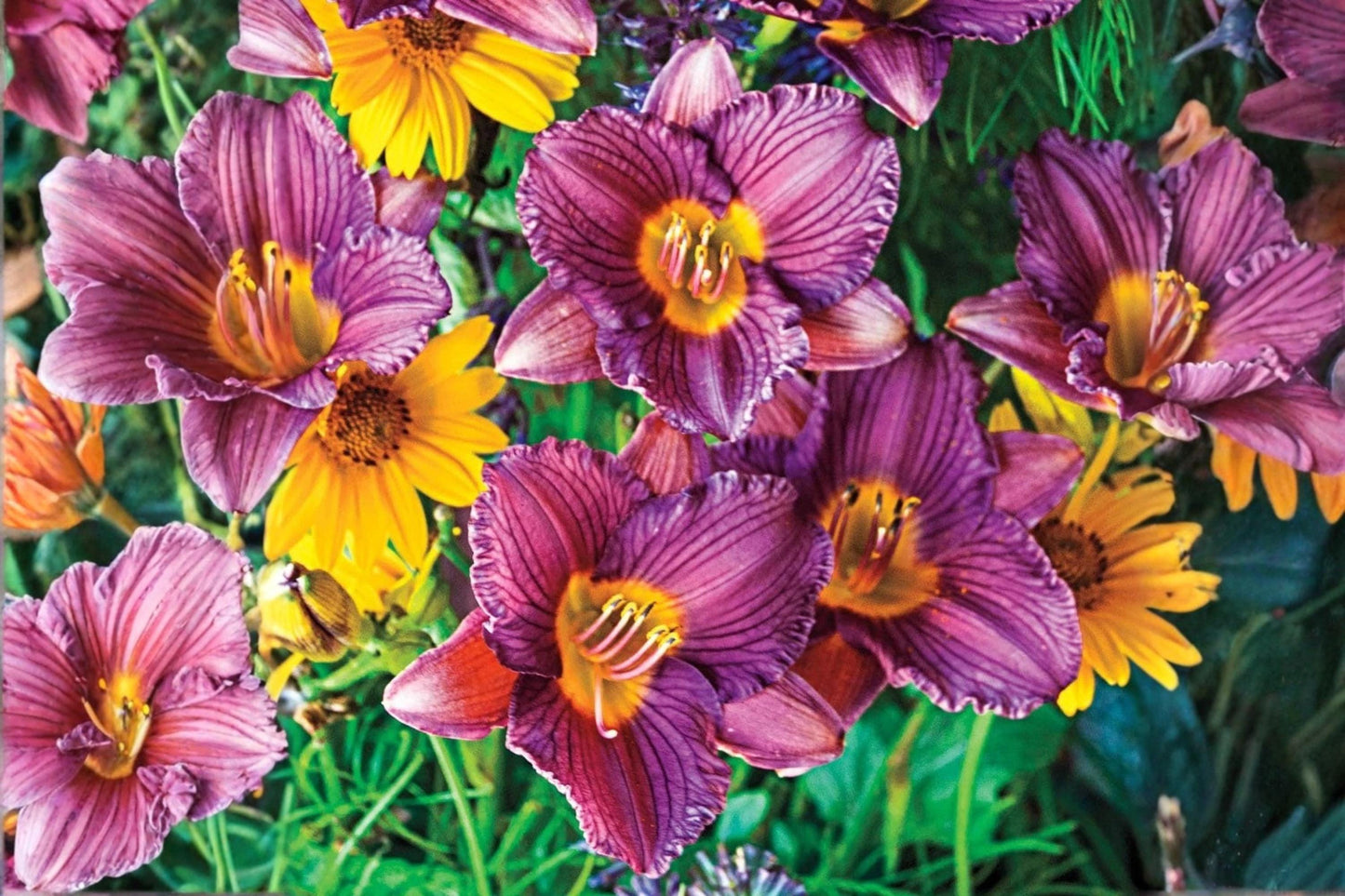 Purple Taiheijo Dinner Plate Dahlia Bulb Clump - Perennial Flower, Large Purple Blooms, Dahlia pinnata, Garden, Cut Flower