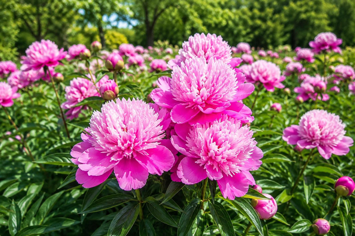 Edulis Superba Peony Bulb Root – Rosy Pink White Double Blooms, Paeonia lactiflora, Garden Flower, Live Plant