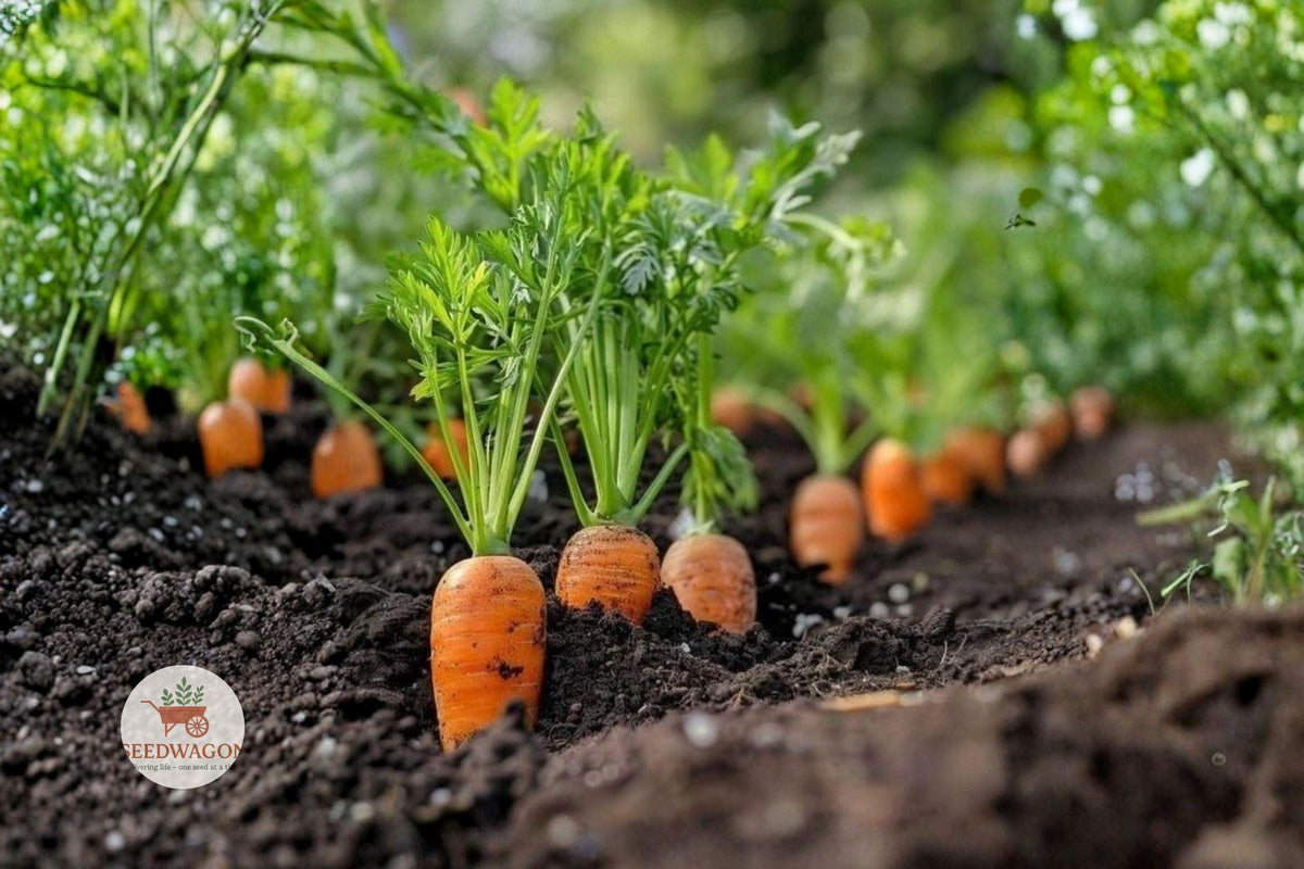 Danvers 126 Carrot Seeds – Heirloom Daucus carota Sweet Root Vegetable, Easy to Grow, 50+ Seeds
