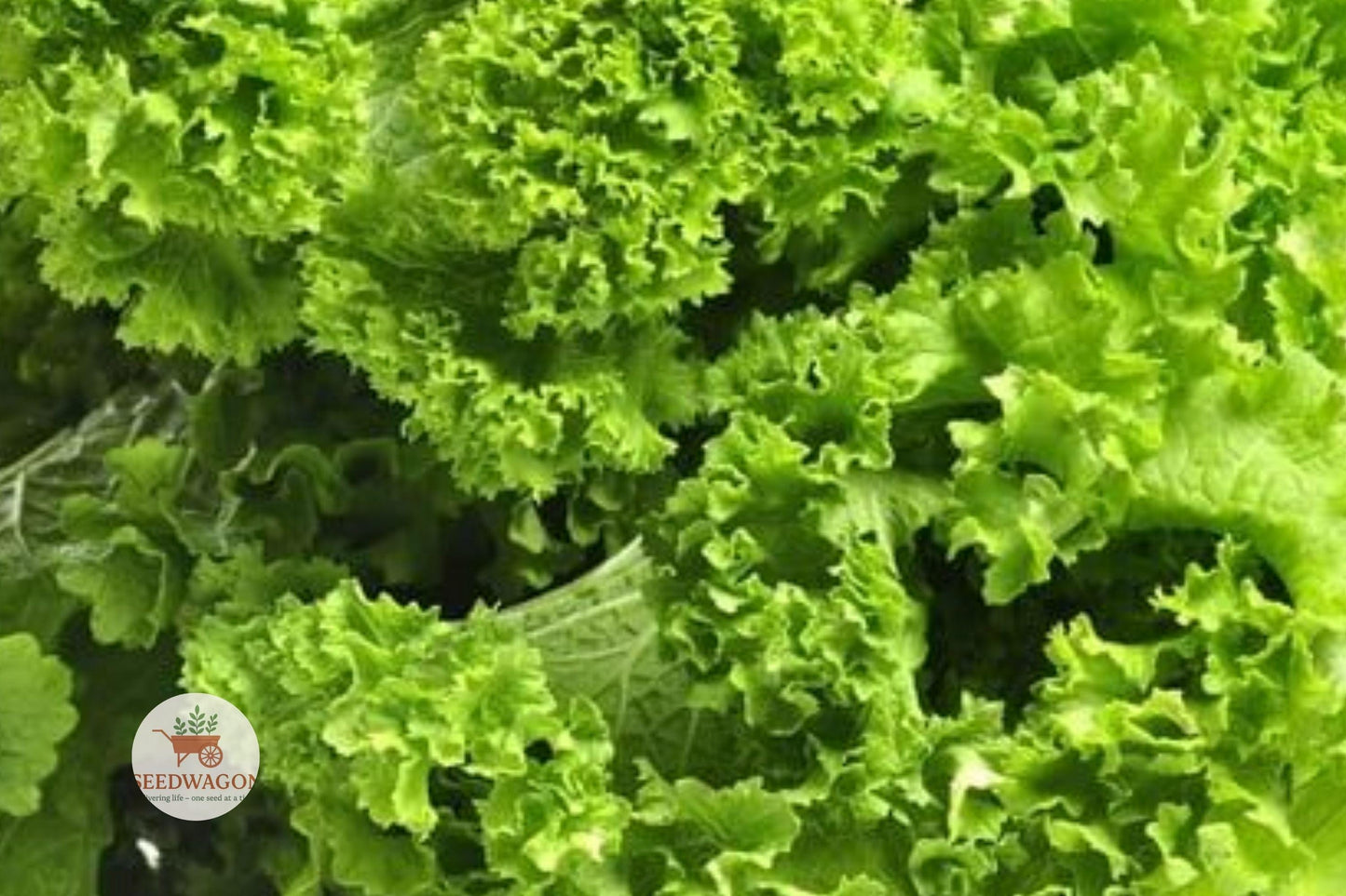 Southern Giant Mustard Greens Seeds – Heirloom Brassica juncea, Non-GMO Leafy Green, Cool-Season Vegetable, 100 Seeds