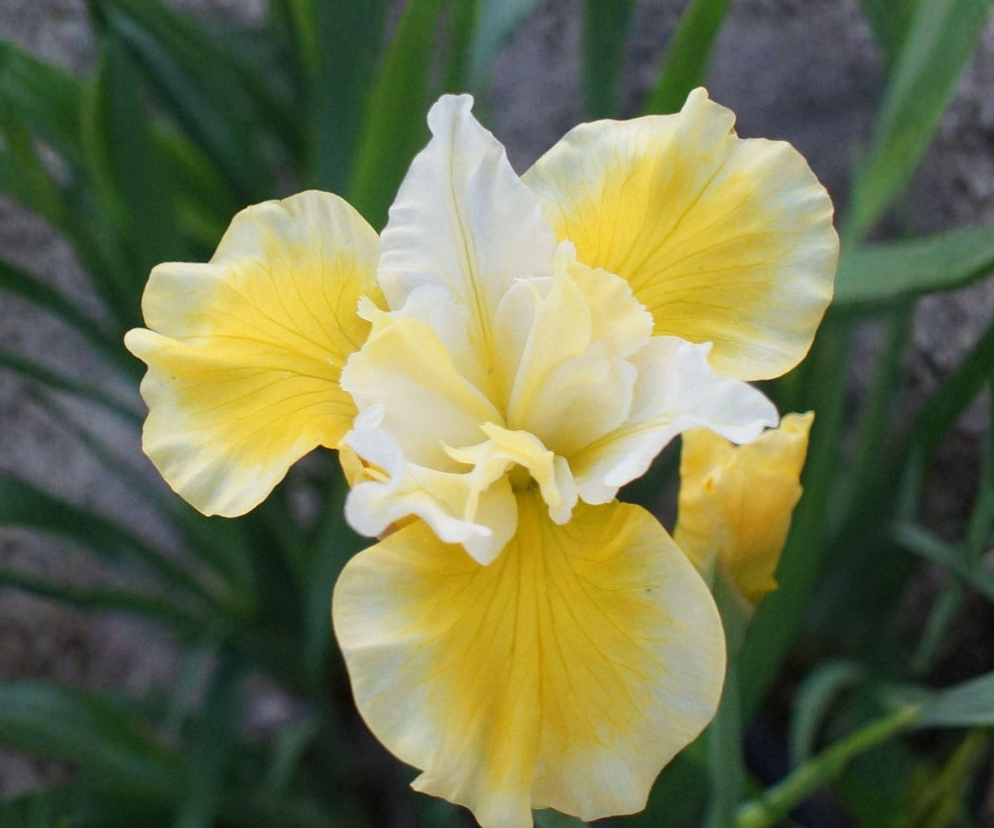 Siberian Iris Root Division – Golden Yellow Flowers, Summer Blooming Perennial, Iris sibirica ‘Solar Energy’