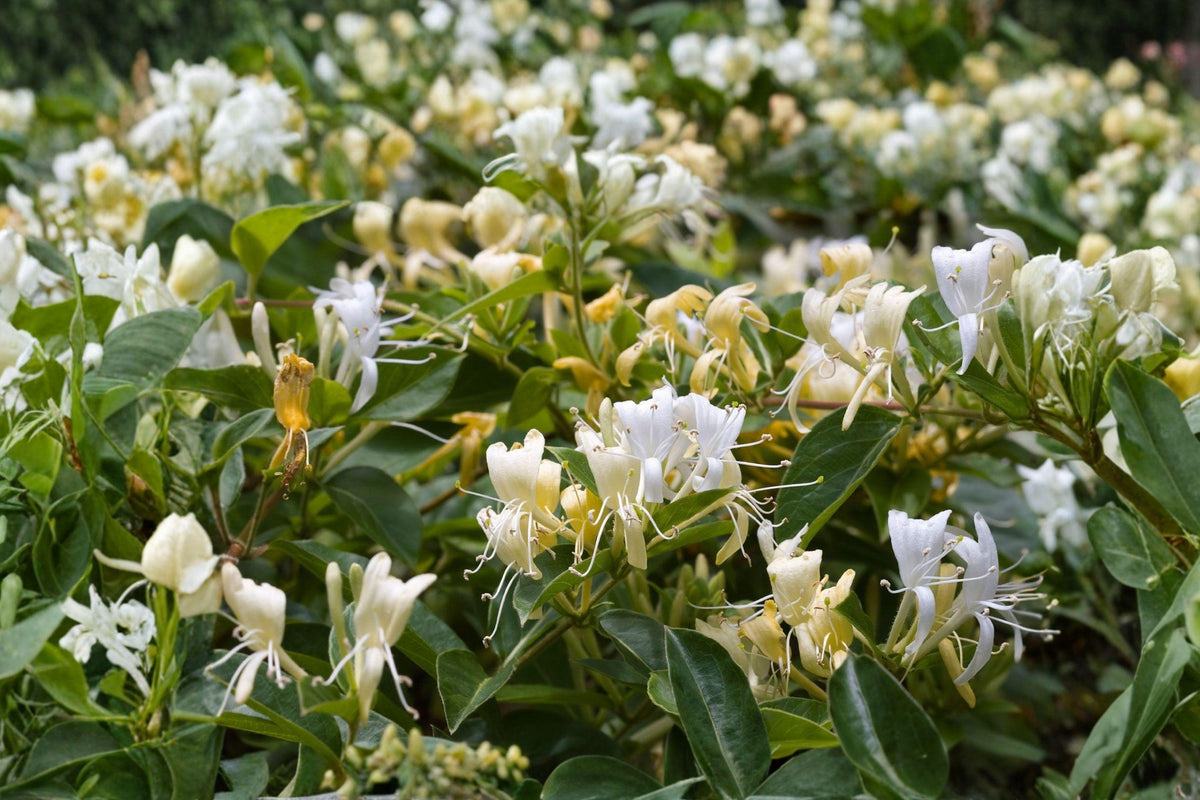 White Honeysuckle Bare Root Vine – Lonicera spp. Fragrant White Flowers, Climbing Perennial for Garden, Fence, Trellis