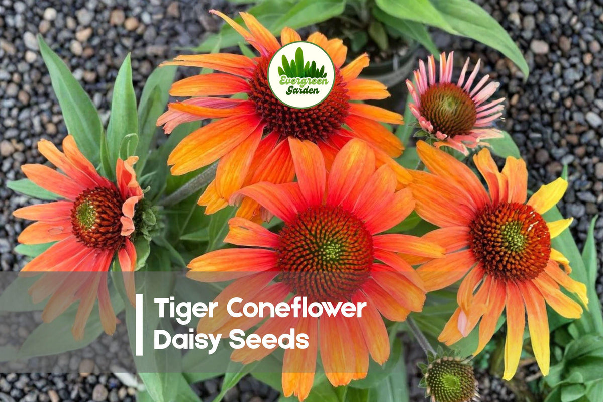 200 Tiger Coneflower Daisy Seeds – Rudbeckia spp. Golden-Orange Blooms, Pollinator Attracting, Drought-Tolerant, Perennial Garden Seeds