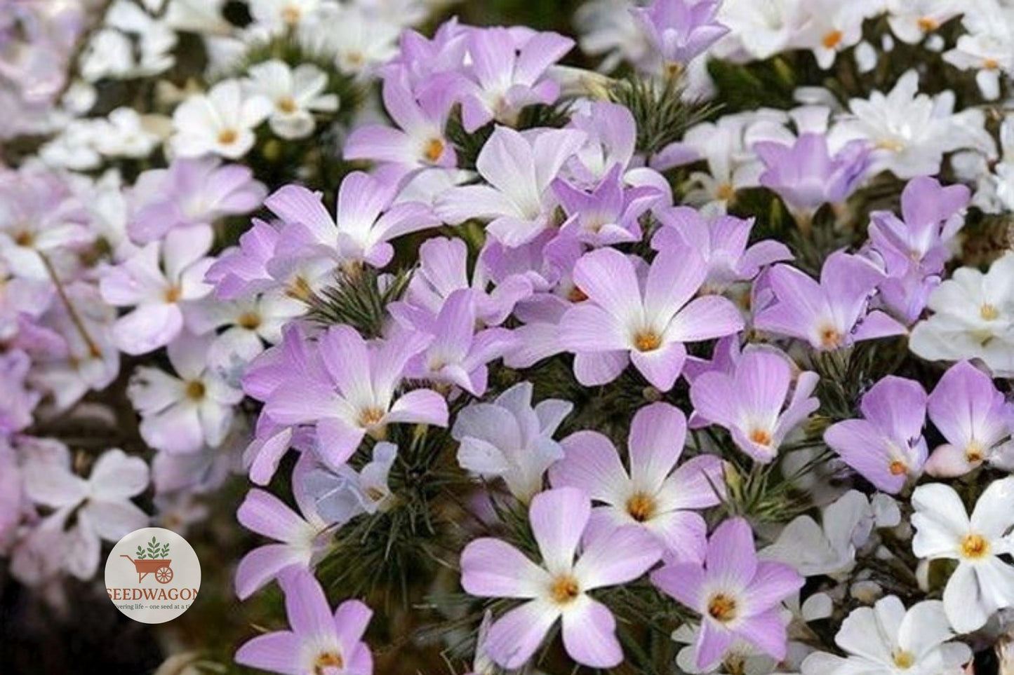 100 Mountain Phlox Seeds Linanthus grandiflorus Pink Wildflower Pollinator Garden Seed Pack