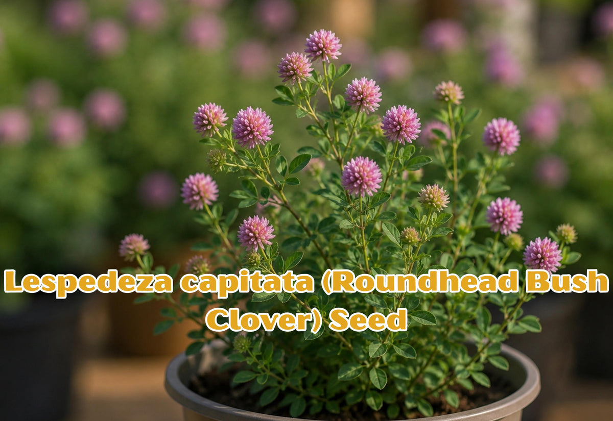 Roundhead Bush Clover Seeds, Native Perennial Wildflower for Bee Habitat, Lespedeza capitata, Pollinator Garden, Prairie Restoration