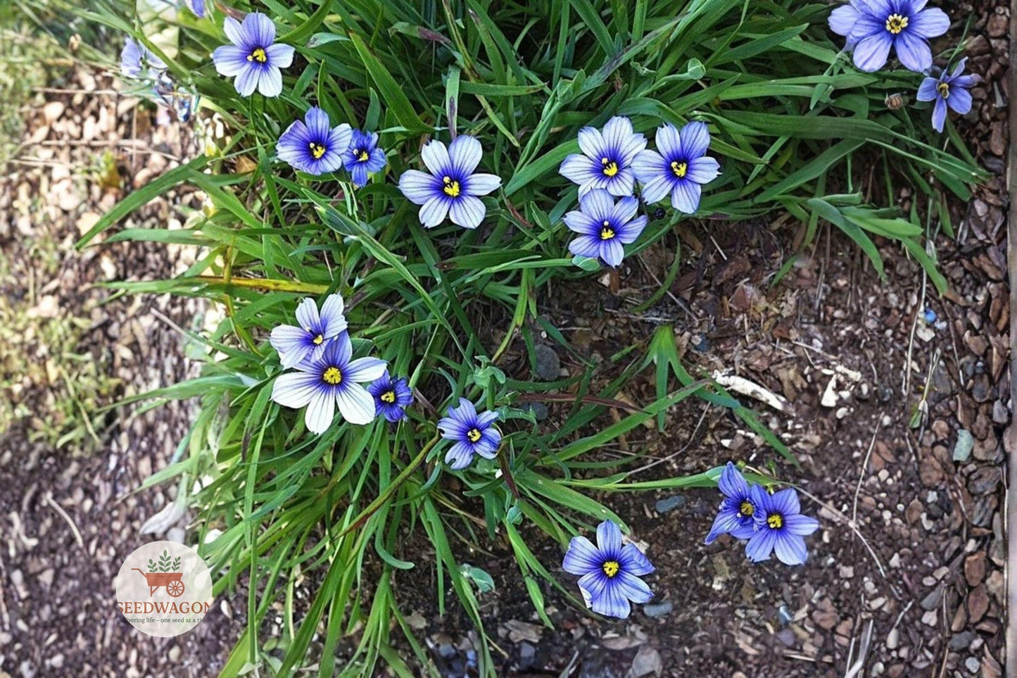 Western Blue Eyed Grass Seeds – Sisyrinchium bellum – California Native Perennial Wildflower – Blue-Violet Flowers