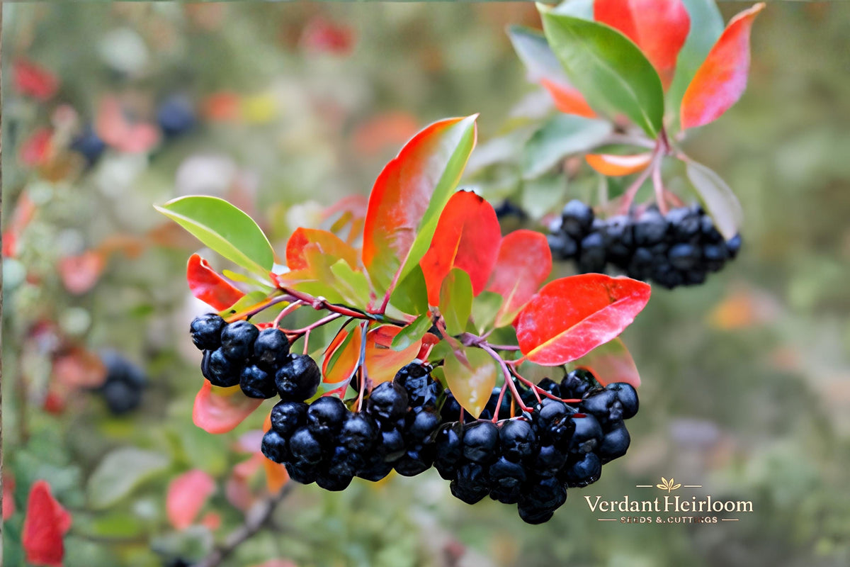 Black Chokeberry Unrooted Cuttings – 12 Live Plants, Aronia melanocarpa, 6–8 Inches, Deciduous Shrub for Landscaping