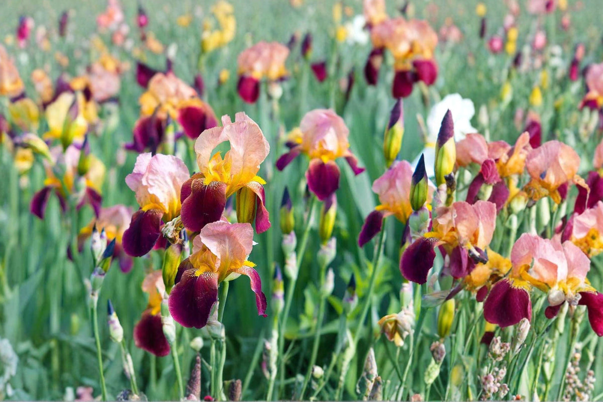 Bearded Iris Rhizome Indian Chief – Iris germanica – Tall Perennial Flower with Bi-tone Red-Maroon and Lavender Blooms
