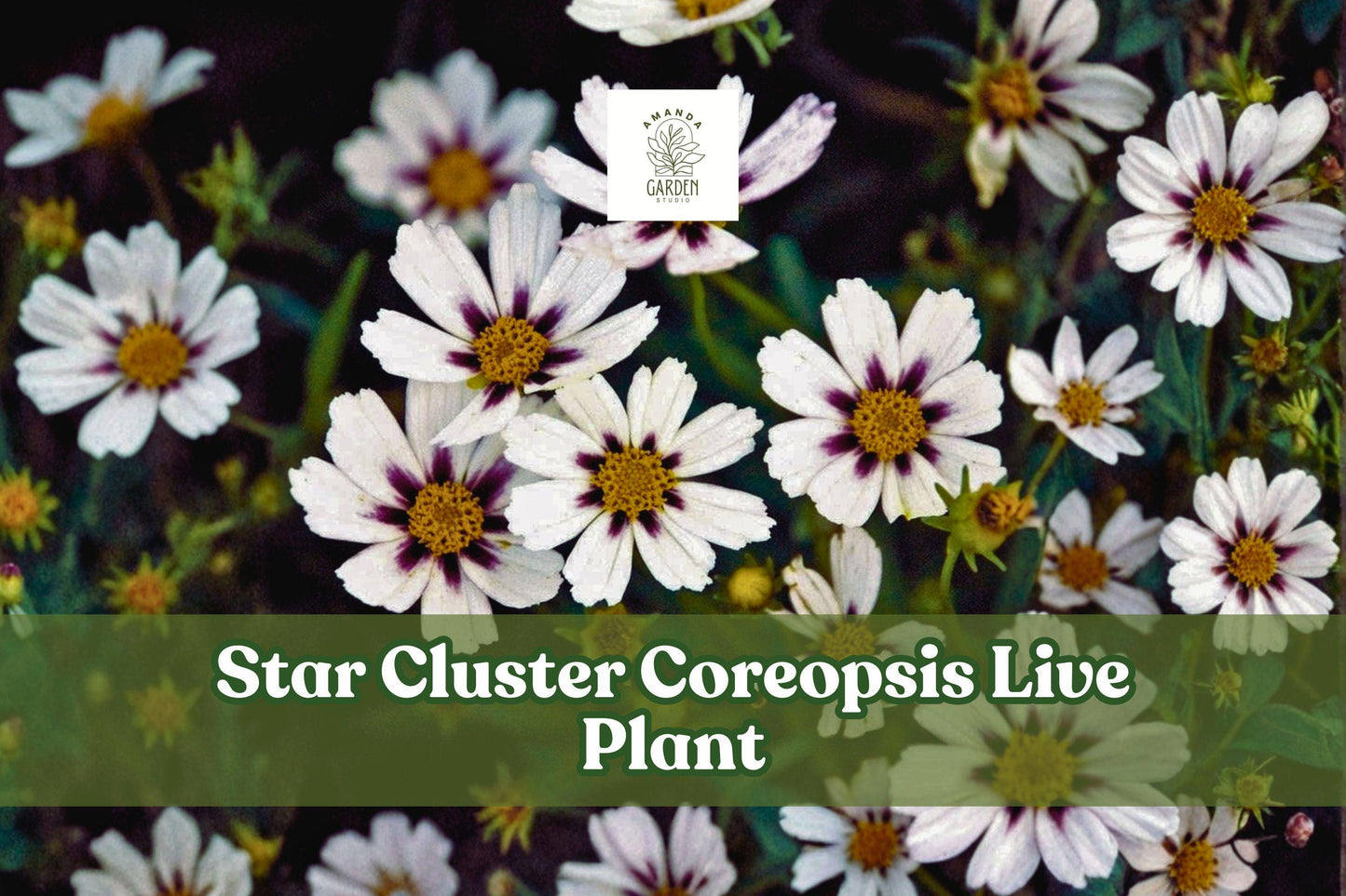 Star Cluster Coreopsis Live Plant | Starter Plug for Pollinator Gardens, Borders & Containers | Coreopsis lanceolata