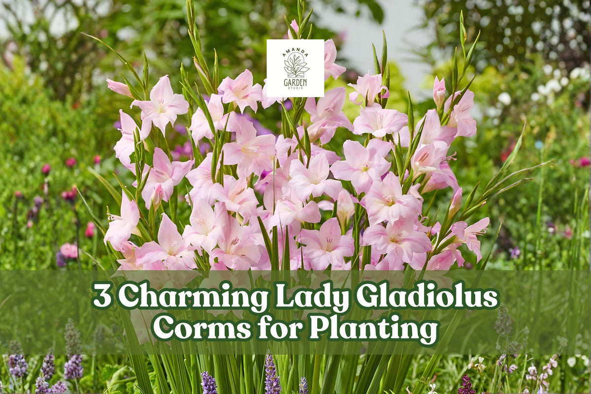 Charming Lady Gladiolus Corms – Pink Sword Lily Bulbs for Garden, Summer Flowering, Hardy Gladiolus, Outdoor Planting