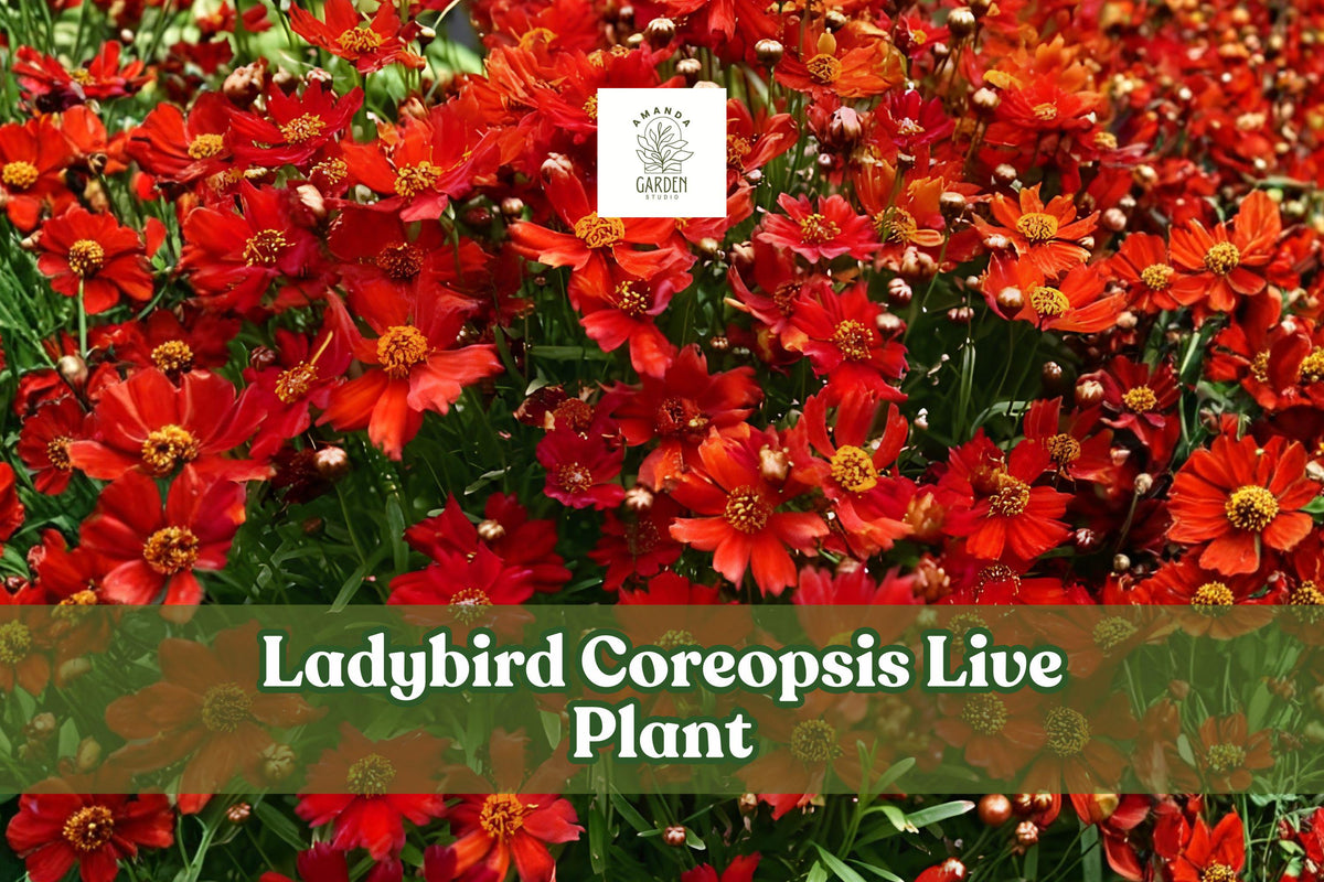 Ladybird Coreopsis Live Plant | Starter Plug for Pollinator Gardens, Borders & Containers | Coreopsis lanceolata