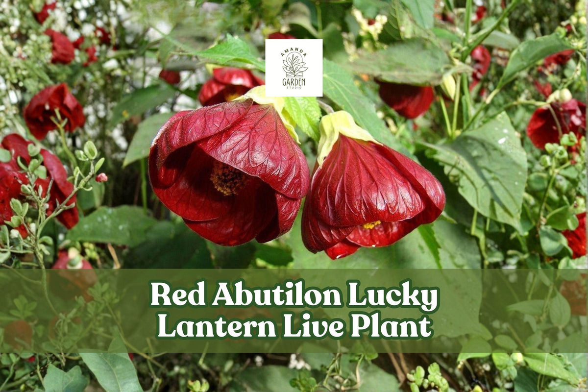 Red Abutilon Lucky Lantern Live Plant – Flowering Maple Starter Plug for Patio & Container Gardens