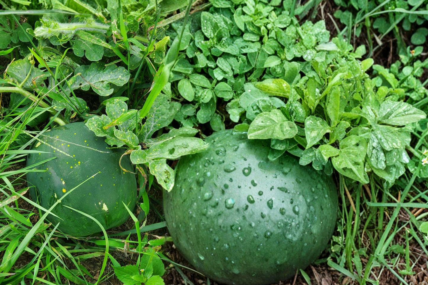 Moon and Stars Watermelon Seeds – Yellow Flesh Heirloom Citrullus lanatus, 8 Pack for Garden Planting