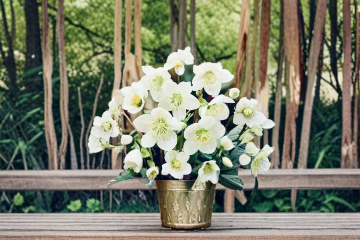 Christmas Rose Hellebore Seeds – Helleborus niger, Winter Blooming Perennial Flower for Shade Gardens